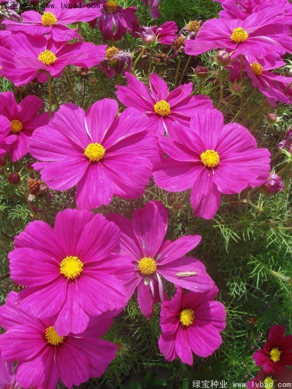 波斯菊<a href='http://zishuwang.com.cn/' target='_blank'>種子</a>
