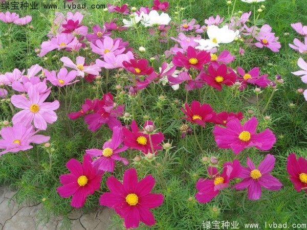 <a href='http://zishuwang.com.cn/caohuazhongzi/12.html' target='_blank'>波斯菊種子</a>