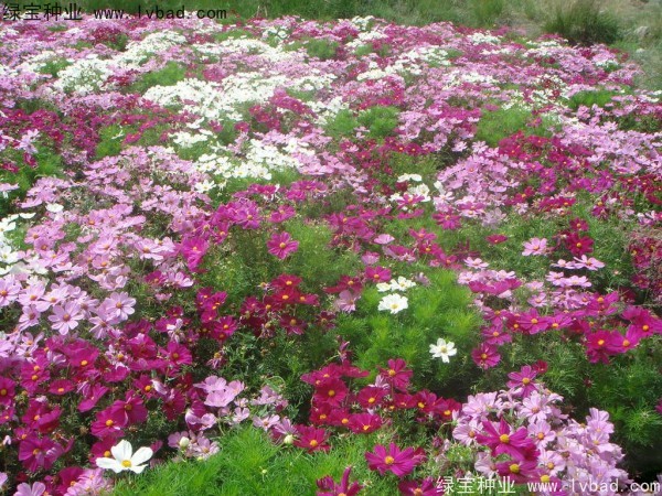 <a href='http://zishuwang.com.cn/caohuazhongzi/12.html' target='_blank'>波斯菊種子</a>