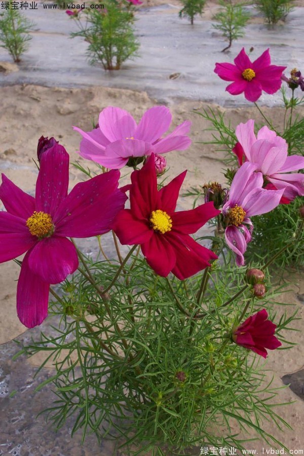 <a href='http://zishuwang.com.cn/caohuazhongzi/12.html' target='_blank'>波斯菊種子</a>