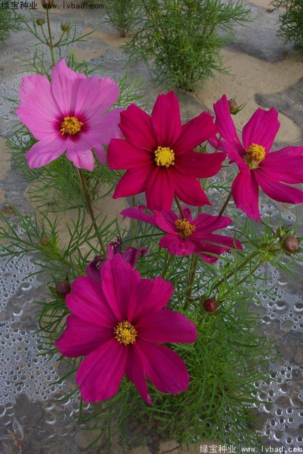 波斯菊<a href='http://zishuwang.com.cn/' target='_blank'>種子</a>