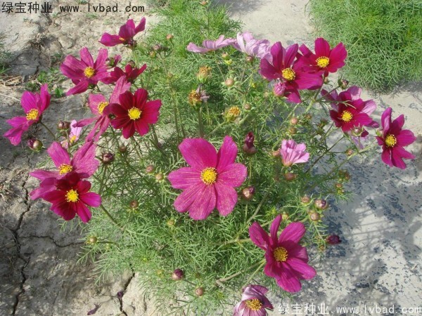 波斯菊<a href='http://zishuwang.com.cn/' target='_blank'>種子</a>