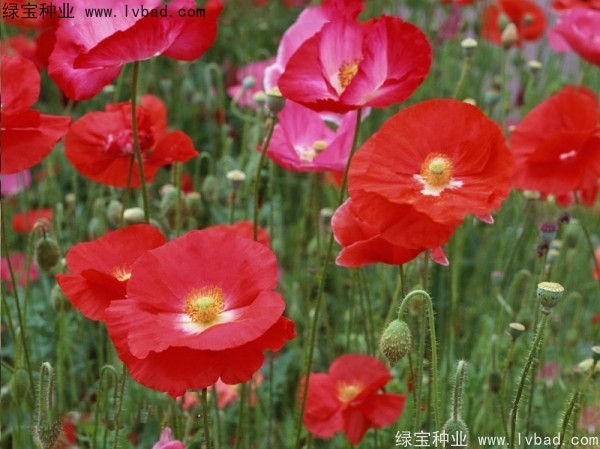 <a href='http://zishuwang.com.cn/caohuazhongzi/161.html' target='_blank'>虞美人</a>