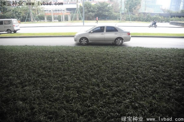 麥冬草<a href='http://zishuwang.com.cn/' target='_blank'>種子</a>