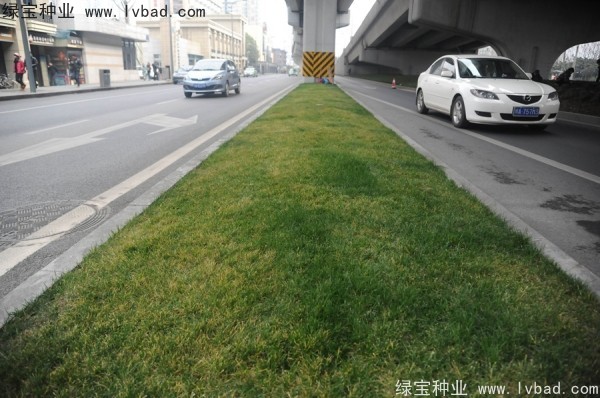 麥冬草<a href='http://zishuwang.com.cn/' target='_blank'>種子</a>