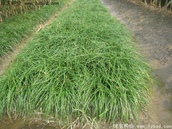 <a href='http://zishuwang.com.cn/linmuzhongzi/1695.html' target='_blank'>麥冬草種子</a>