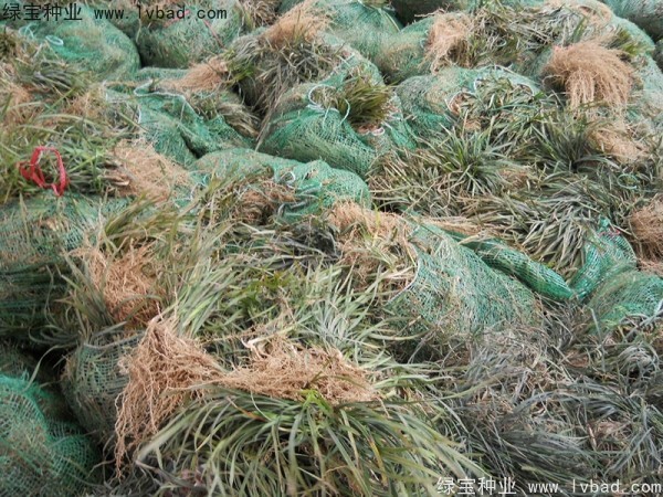 <a href='http://zishuwang.com.cn/linmuzhongzi/1695.html' target='_blank'>麥冬草種子</a>
