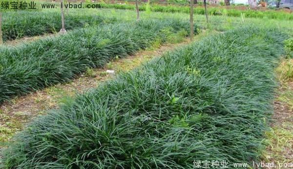 <a href='http://zishuwang.com.cn/linmuzhongzi/1695.html' target='_blank'>麥冬草種子</a>