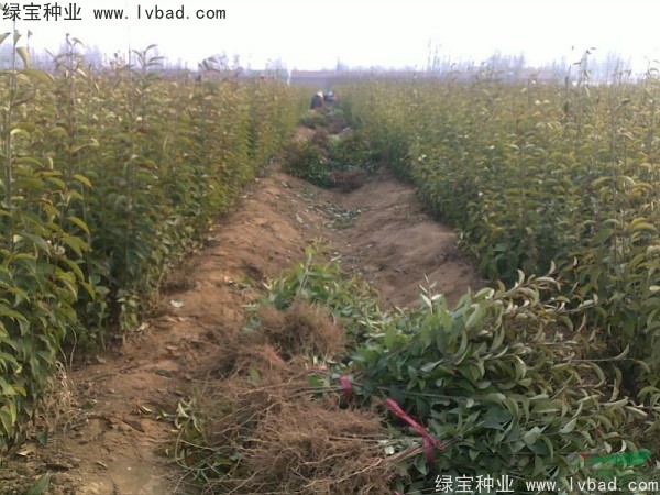<a href='http://zishuwang.com.cn/linmuzhongzi/1696.html' target='_blank'>大葉女貞種子</a>