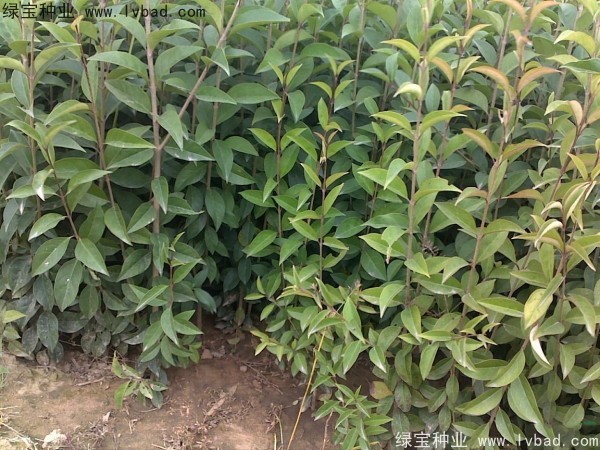 <a href='http://zishuwang.com.cn/linmuzhongzi/1696.html' target='_blank'>大葉女貞種子</a>