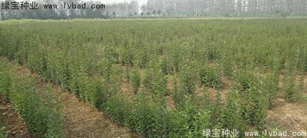 <a href='http://zishuwang.com.cn/linmuzhongzi/1696.html' target='_blank'>大葉女貞種子</a>