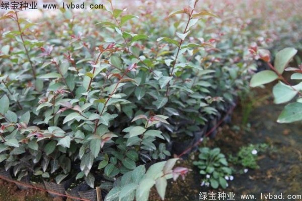 <a href='http://zishuwang.com.cn/linmuzhongzi/1698.html' target='_blank'>紫薇種子</a>
