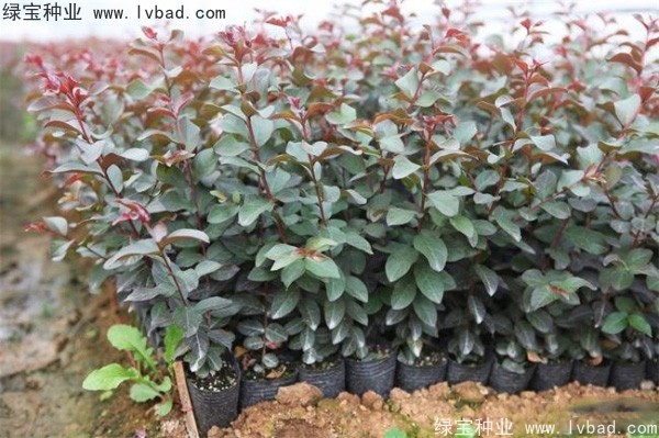 <a href='http://zishuwang.com.cn/linmuzhongzi/1698.html' target='_blank'>紫薇種子</a>