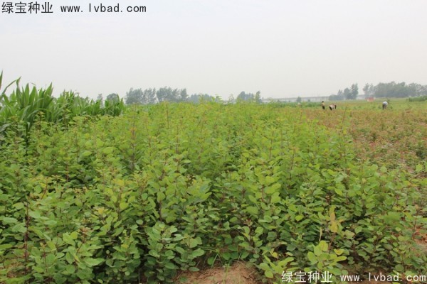 黃櫨<a href='http://zishuwang.com.cn/' target='_blank'>種子</a>
