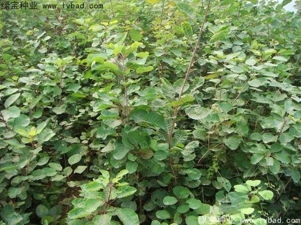 黃櫨<a href='http://zishuwang.com.cn/' target='_blank'>種子</a>