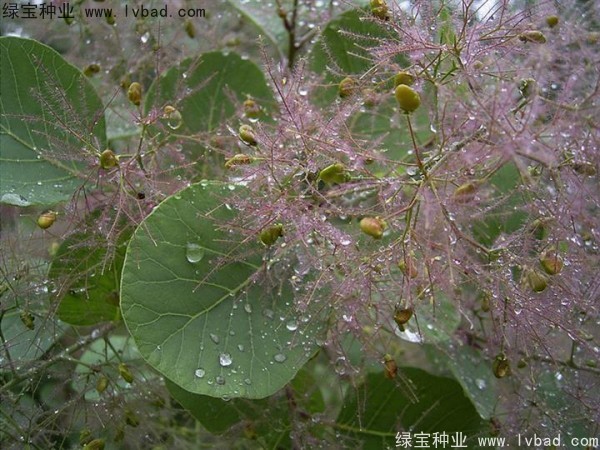 <a href='http://zishuwang.com.cn/linmuzhongzi/1699.html' target='_blank'>黃櫨種子</a>