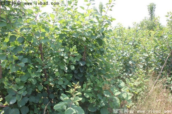 黃櫨<a href='http://zishuwang.com.cn/' target='_blank'>種子</a>
