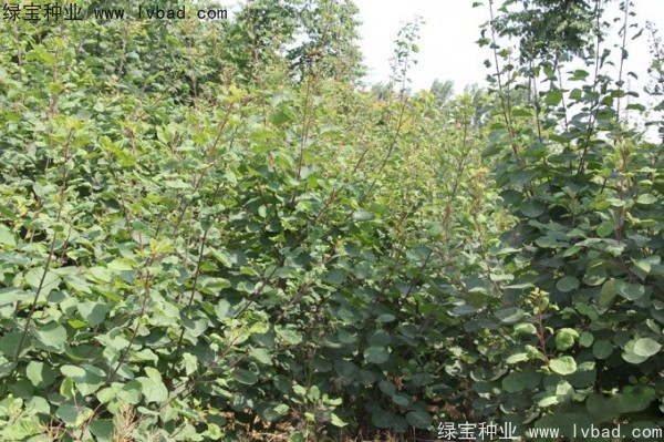 <a href='http://zishuwang.com.cn/linmuzhongzi/1699.html' target='_blank'>黃櫨種子</a>