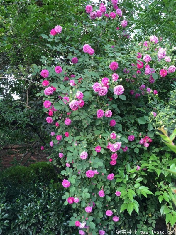 薔薇<a href='http://zishuwang.com.cn/' target='_blank'>種子</a>
