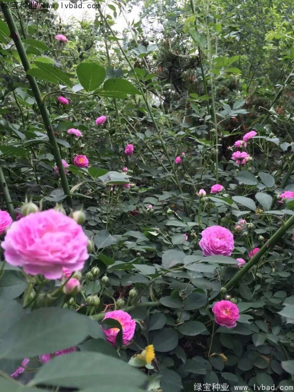<a href='http://zishuwang.com.cn/linmuzhongzi/1702.html' target='_blank'>薔薇種子</a>