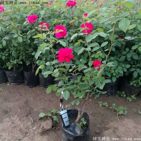 <a href='http://zishuwang.com.cn/linmuzhongzi/1702.html' target='_blank'>薔薇</a><a href='http://zishuwang.com.cn/' target='_blank'>種子</a>