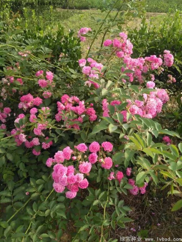 <a href='http://zishuwang.com.cn/linmuzhongzi/1702.html' target='_blank'>薔薇</a><a href='http://zishuwang.com.cn/' target='_blank'>種子</a>