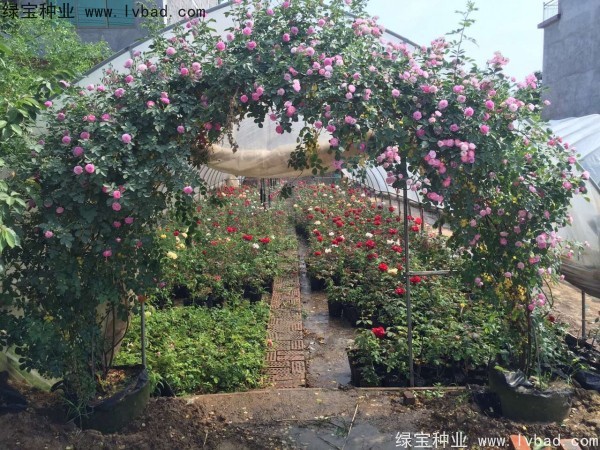 <a href='http://zishuwang.com.cn/linmuzhongzi/1702.html' target='_blank'>薔薇種子</a>