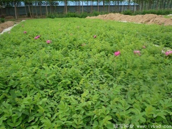 <a href='http://zishuwang.com.cn/linmuzhongzi/1704.html' target='_blank'>玫瑰花</a><a href='http://zishuwang.com.cn/' target='_blank'>種子</a>
