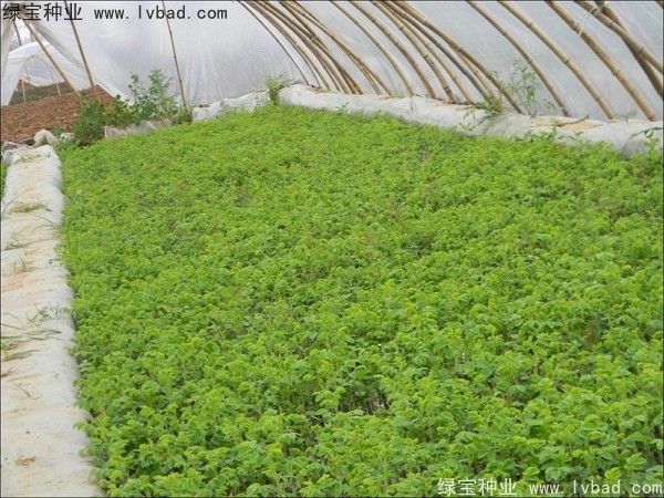 <a href='http://zishuwang.com.cn/linmuzhongzi/1704.html' target='_blank'>玫瑰花種子</a>