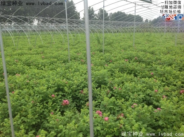 玫瑰花<a href='http://zishuwang.com.cn/' target='_blank'>種子</a>