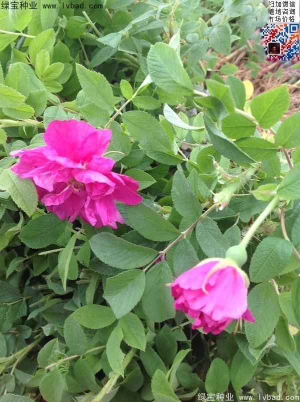 <a href='http://zishuwang.com.cn/linmuzhongzi/1704.html' target='_blank'>玫瑰花種子</a>