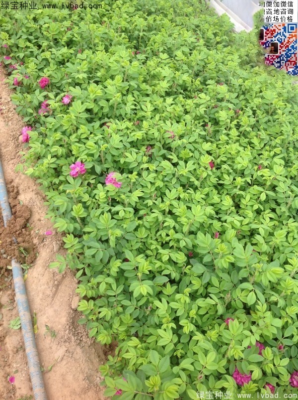 玫瑰花<a href='http://zishuwang.com.cn/' target='_blank'>種子</a>