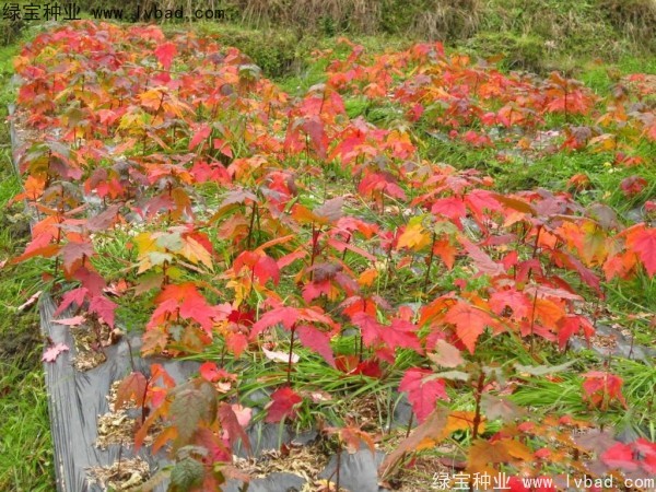 <a href='http://zishuwang.com.cn/linmuzhongzi/1706.html' target='_blank'>紅楓種子</a>