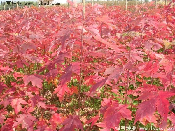 紅楓<a href='http://zishuwang.com.cn/' target='_blank'>種子</a>
