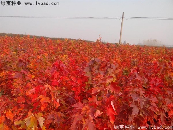 <a href='http://zishuwang.com.cn/linmuzhongzi/1706.html' target='_blank'>紅楓種子</a>