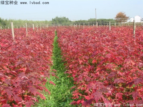 <a href='http://zishuwang.com.cn/linmuzhongzi/1706.html' target='_blank'>紅楓</a><a href='http://zishuwang.com.cn/' target='_blank'>種子</a>