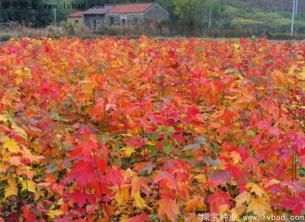紅楓<a href='http://zishuwang.com.cn/' target='_blank'>種子</a>