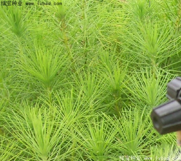 <a href='http://zishuwang.com.cn/linmuzhongzi/1708.html' target='_blank'>馬尾松種子</a>