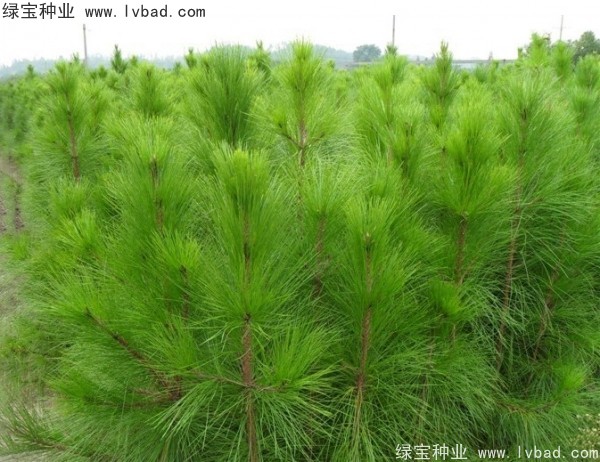 <a href='http://zishuwang.com.cn/linmuzhongzi/1708.html' target='_blank'>馬尾松種子</a>