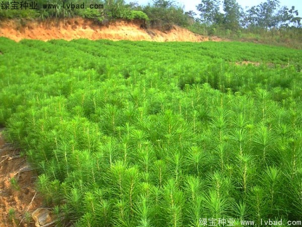 馬尾松<a href='http://zishuwang.com.cn/' target='_blank'>種子</a>