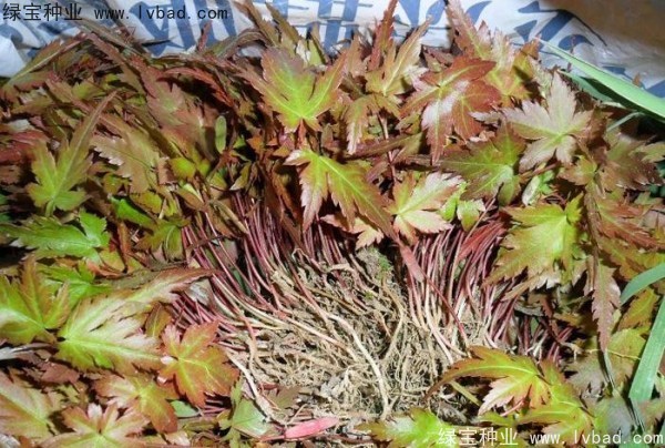 <a href='http://zishuwang.com.cn/linmuzhongzi/1711.html' target='_blank'>雞爪槭</a><a href='http://zishuwang.com.cn/' target='_blank'>種子</a>