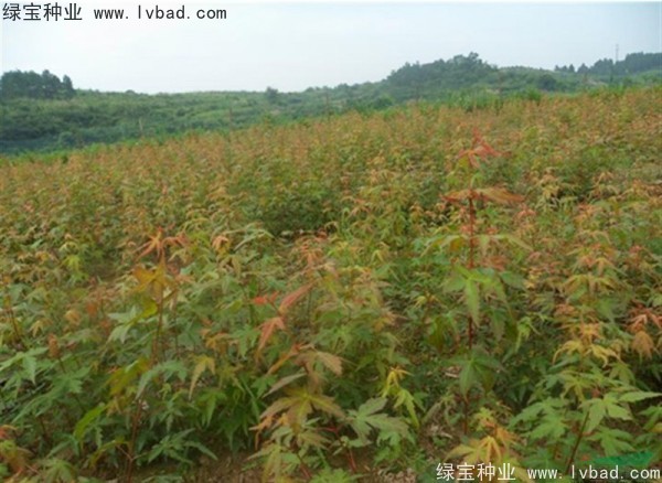 <a href='http://zishuwang.com.cn/linmuzhongzi/1711.html' target='_blank'>雞爪槭種子</a>