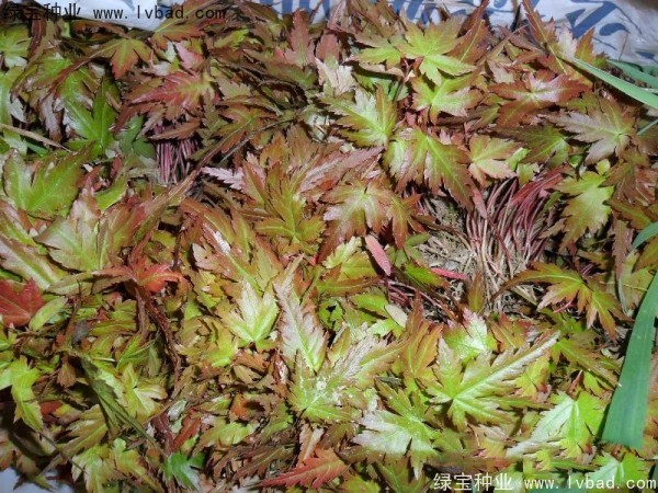 <a href='http://zishuwang.com.cn/linmuzhongzi/1711.html' target='_blank'>雞爪槭種子</a>