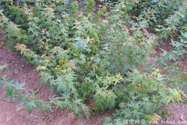 <a href='http://zishuwang.com.cn/linmuzhongzi/1711.html' target='_blank'>雞爪槭種子</a>