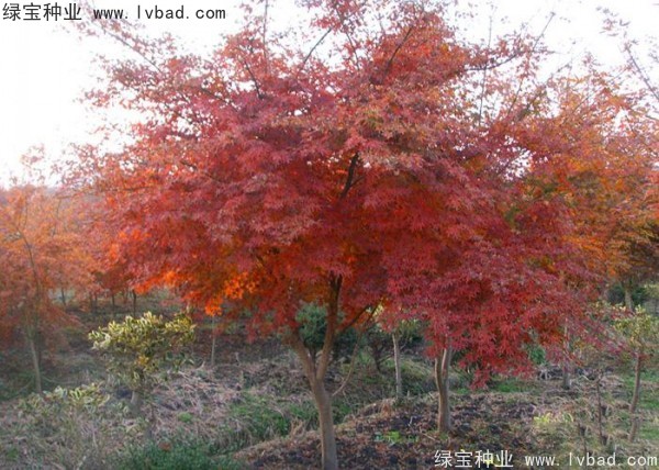 雞爪槭<a href='http://zishuwang.com.cn/' target='_blank'>種子</a>