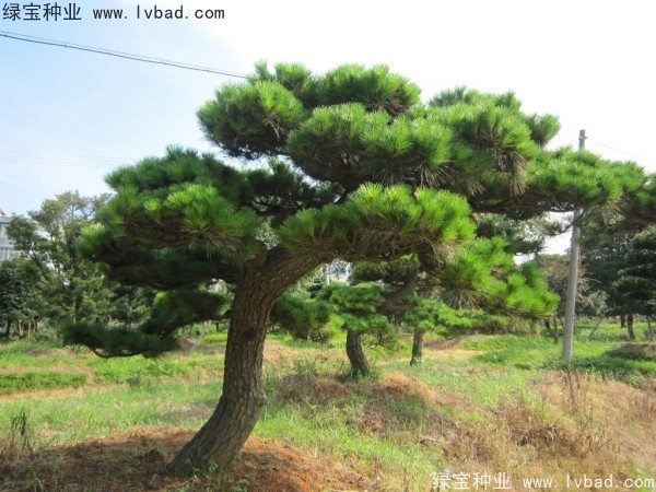<a href='http://zishuwang.com.cn/linmuzhongzi/1716.html' target='_blank'>黑松種子</a>