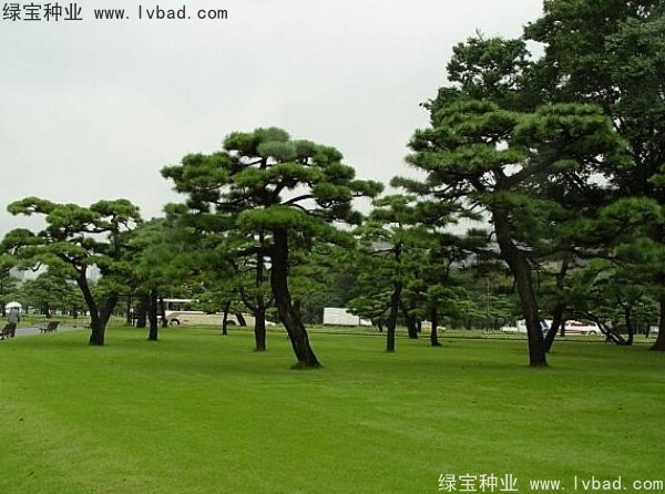 <a href='http://zishuwang.com.cn/linmuzhongzi/1716.html' target='_blank'>黑松種子</a>