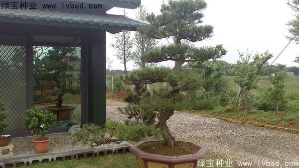 <a href='http://zishuwang.com.cn/linmuzhongzi/1716.html' target='_blank'>黑松</a><a href='http://zishuwang.com.cn/' target='_blank'>種子</a>