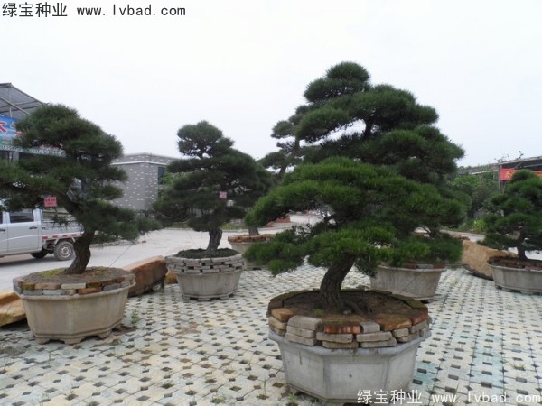 <a href='http://zishuwang.com.cn/linmuzhongzi/1716.html' target='_blank'>黑松種子</a>