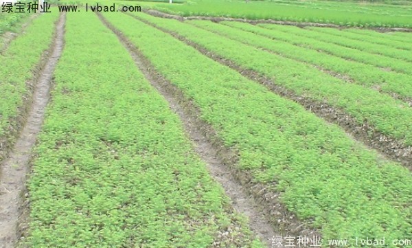 <a href='http://zishuwang.com.cn/linmuzhongzi/1720.html' target='_blank'>水杉</a><a href='http://zishuwang.com.cn/' target='_blank'>種子</a>